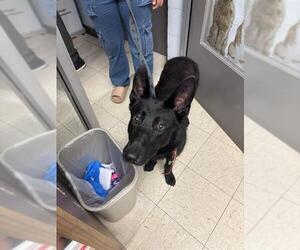 German Shepherd Dog Dogs for adoption in Stockton, CA, USA