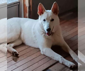 - Mix Dogs for adoption in Newfoundland, PA, USA