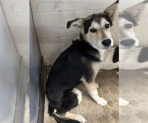 Siberian Husky-Unknown Mix Dogs for adoption in San Bernardino, CA, USA