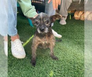 Cairn Terrier Dogs for adoption in Bentonville, AR, USA