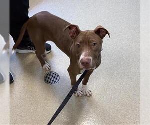 Medium Photo #2 American Pit Bull Terrier-Unknown Mix Puppy For Sale in Newton, NC, USA