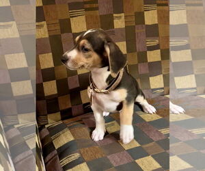 Doxle Dogs for adoption in Royal Palm Beach, FL, USA