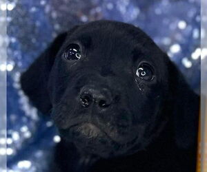 Labrador Retriever-Unknown Mix Dogs for adoption in Canton, CT, USA