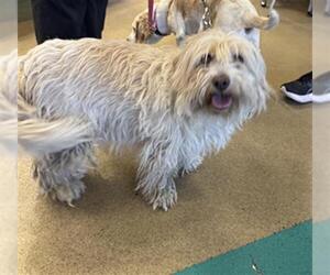 Mutt Dogs for adoption in Upland, CA, USA