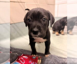 Labrador Retriever-Unknown Mix Dogs for adoption in Baytown, TX, USA