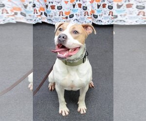 American Bulldog-Unknown Mix Dogs for adoption in Greenfield, IN, USA
