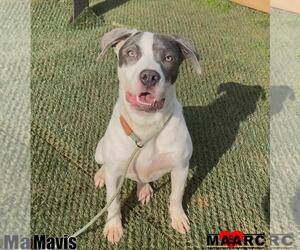 American Pit Bull Terrier Dogs for adoption in Maryville, TN, USA
