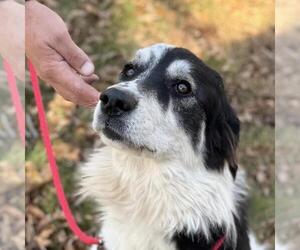 Great Pyrenees-Unknown Mix Dogs for adoption in Yardley, PA, USA