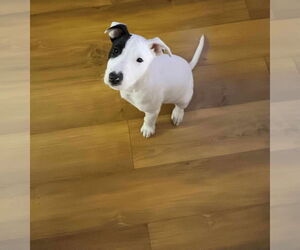 Mutt Dogs for adoption in FRAMINGHAM, MA, USA