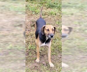Black and Tan Coonhound-Labrador Retriever-Unknown Mix Dogs for adoption in Livingston, TX, USA