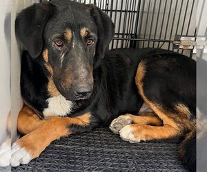 German Shepherd Dog-Unknown Mix Dogs for adoption in Downey, CA, USA