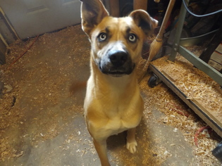 Australian Shepherd Dogs for adoption in Zaleski, OH, USA