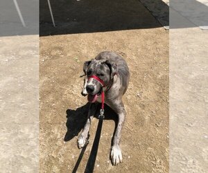 Great Dane Dogs for adoption in East Derry, NH, USA