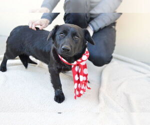 Unknown-Welsh Corgi Mix Dogs for adoption in McKinney, TX, USA