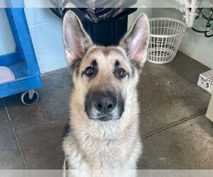 German Shepherd Dog Dogs for adoption in Tavares, FL, USA