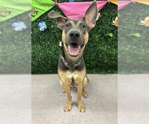 Doberman Pinscher-Unknown Mix Dogs for adoption in Grasswood, Saskatchewan, Canada