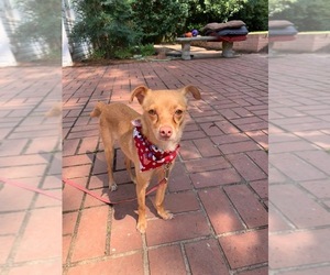 Medium Photo #1 Chihuahua Puppy For Sale in Southampton, NY, USA