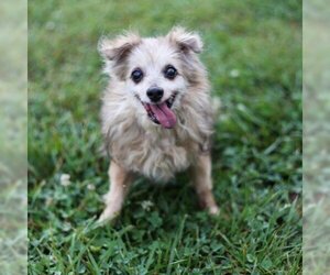 Pomeranian Dogs for adoption in Cumming, GA, USA
