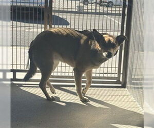 Mutt Dogs for adoption in Downey, CA, USA