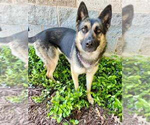 German Shepherd Dog-Unknown Mix Dogs for adoption in Elk Grove, CA, USA