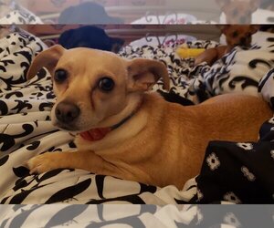 Chihuahua-Unknown Mix Dogs for adoption in Missouri City, TX, USA