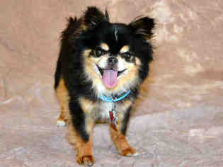 Pominese Dogs for adoption in West Valley, UT, USA