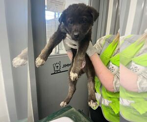 Huskies -Unknown Mix Dogs for adoption in Calgary, Alberta, Canada