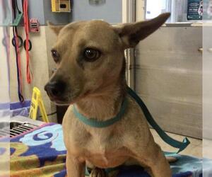 Chihuahua Dogs for adoption in Riverside, CA, USA