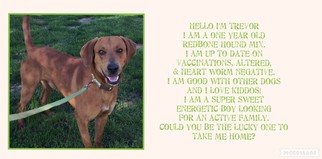 Redbone Coonhound Dogs for adoption in Corbin, KY, USA