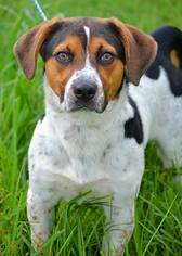 Beagle Dogs for adoption in Tuscumbia, AL, USA