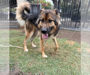 German Shepherd Dog Dogs for adoption in Riverside, CA, USA