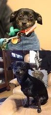 Medium Photo #1 Chiweenie Puppy For Sale in Chantilly, VA, USA