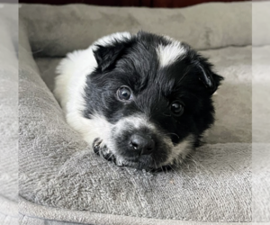 Australian Shepherd-Unknown Mix Dogs for adoption in Brooklyn, NY, USA