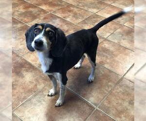Beagle Dogs for adoption in Amarillo, TX, USA