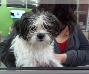 Maltipoo Dogs for adoption in Louisville, KY, USA
