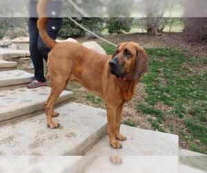 Bloodhound Dogs for adoption in Clovis, CA, USA