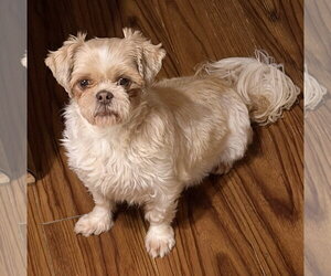 Shih Tzu Dogs for adoption in Sioux Falls, SD, USA