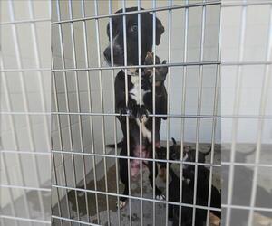 Labrador Retriever-Unknown Mix Dogs for adoption in Houston, TX, USA