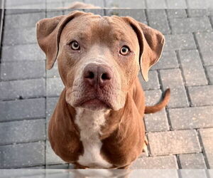 American Pit Bull Terrier-Unknown Mix Dogs for adoption in Tavares, FL, USA
