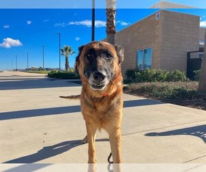 German Shepherd Dog Dogs for adoption in Orange, CA, USA
