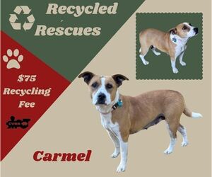 Boxer-Unknown Mix Dogs for adoption in Lindsay, CA, USA