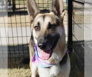 German Shepherd Dog Dogs for adoption in San Antonio, TX, USA