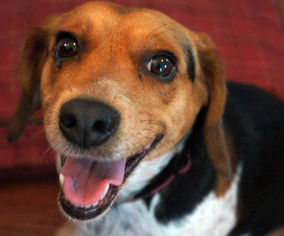 Beagle Dogs for adoption in Royse City, TX, USA