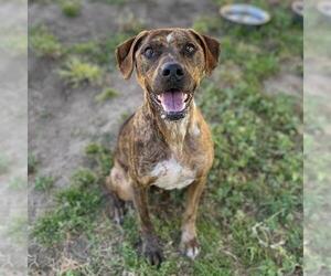 American Pit Bull Terrier-Labrador Retriever Mix Dogs for adoption in Modesto, CA, USA