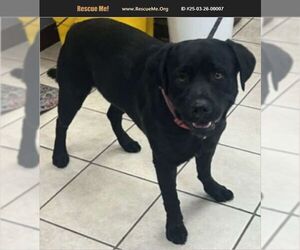 Labrador Retriever Dogs for adoption in Benton, PA, USA