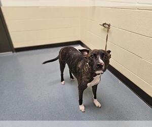 American Pit Bull Terrier-Unknown Mix Dogs for adoption in Denver, CO, USA