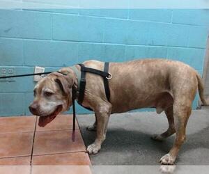 American Pit Bull Terrier-Unknown Mix Dogs for adoption in Downey, CA, USA