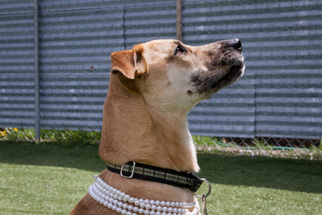 Mountain Cur-Unknown Mix Dogs for adoption in Asheville, NC, USA