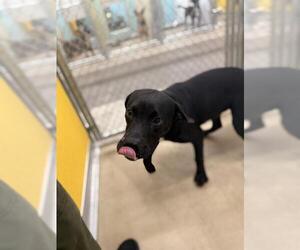 Labrador Retriever-Unknown Mix Dogs for adoption in Temple, TX, USA