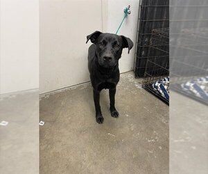Labrottie Dogs for adoption in Rosenberg, TX, USA